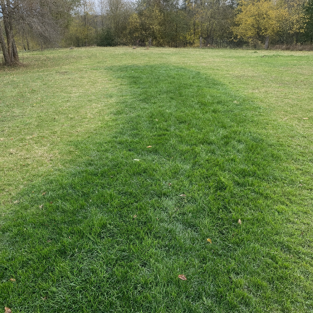 A soggy, unusually green patch of lawn over the drain field of a Mesquite home, a sign the septic tank needs pumping